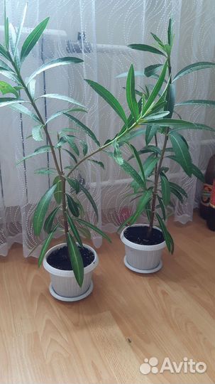 Олеандр махровый