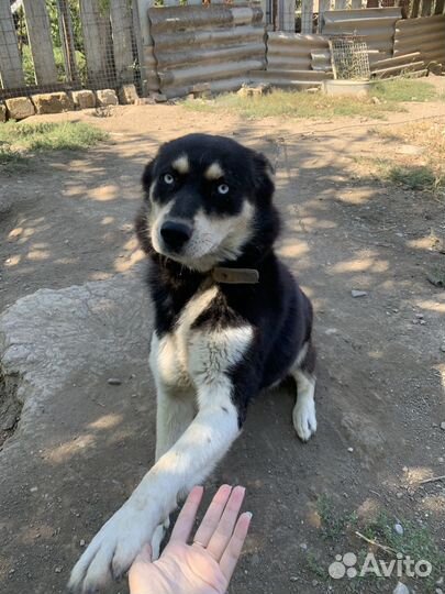 Хаски бесплатно