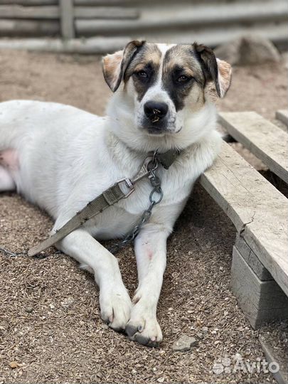 Отдам в добрые руки