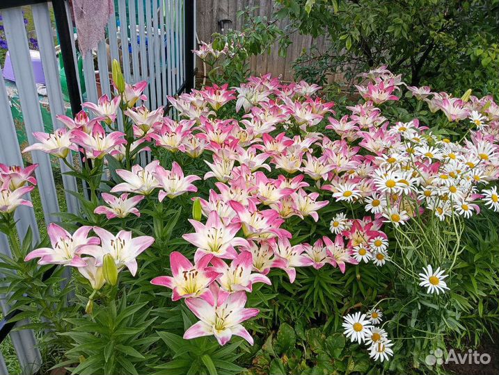 Луковицы лилии