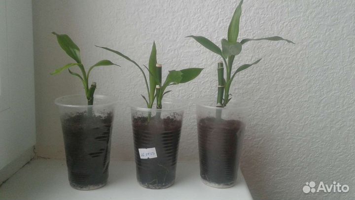 Драцена Сандера (Бамбук счастья)