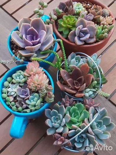 Садик из суккулентов в ведерке