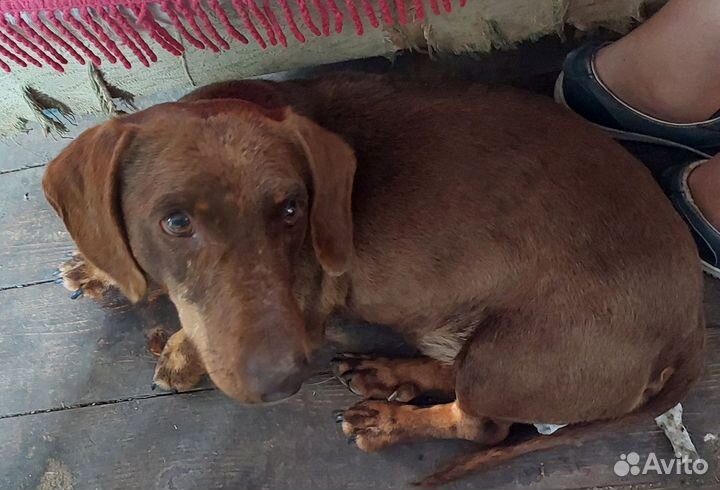 Умный пёсик в хорошие руки