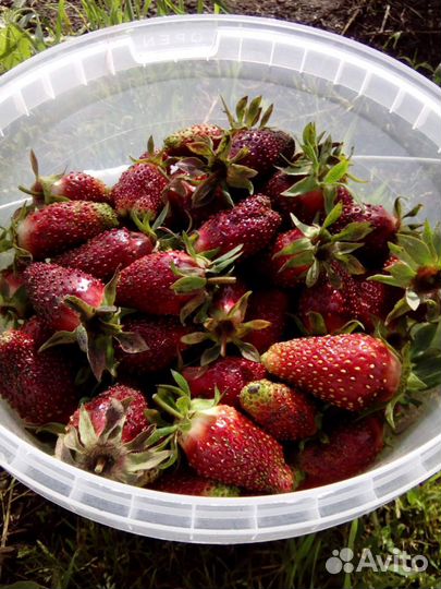 Клубника, малина, ежевика, ежемалина