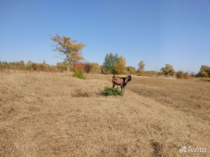 Козочка и козлик