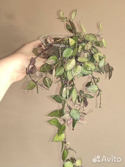 Хойя lacunosa black leaves