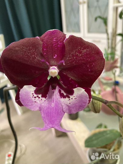 Орхидея фаленопсис Hot Kiss