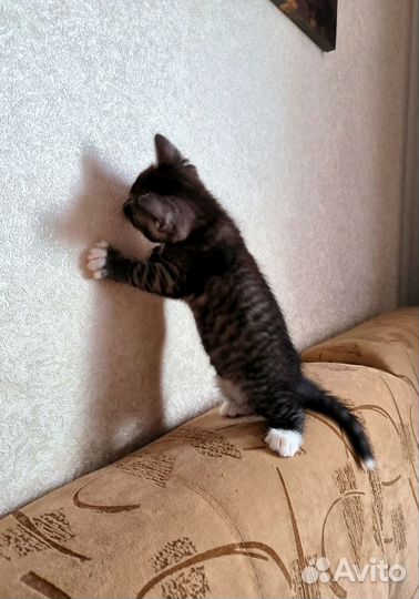 Котёнок 1,5 месяца