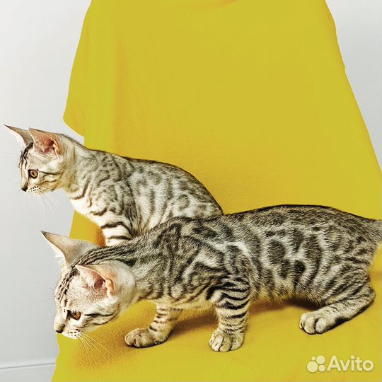 Бенгальская кошка
