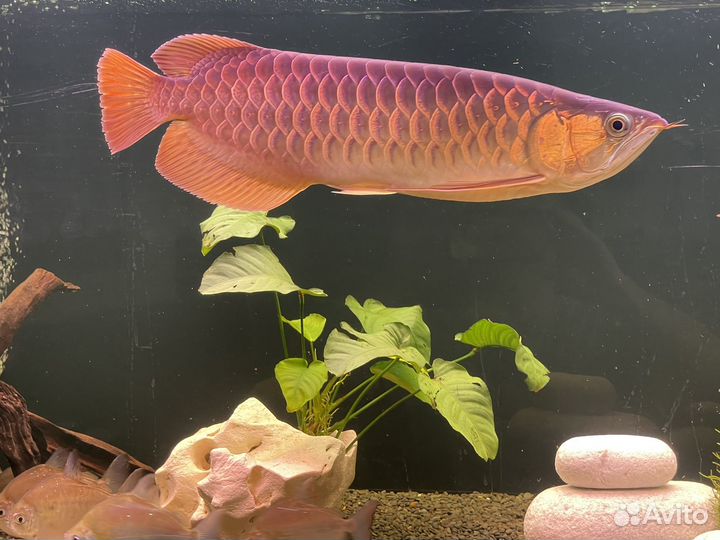 Азиатская аравана чили ред