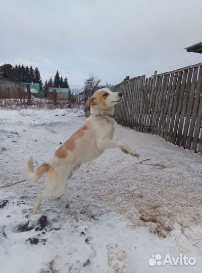 Собака в добрые руки