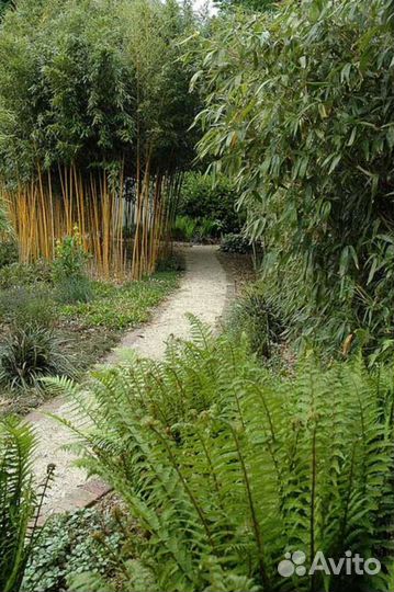 Вечнозелёный,быстрорастущий,неприхотливый,бамбук