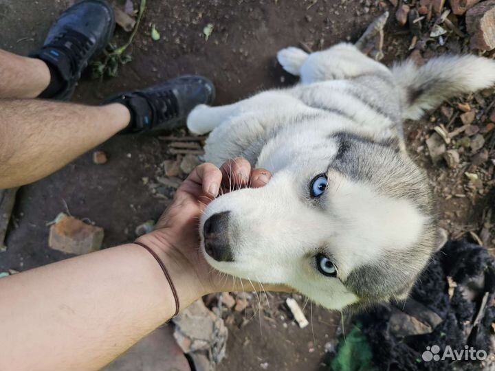 Сибирский хаски