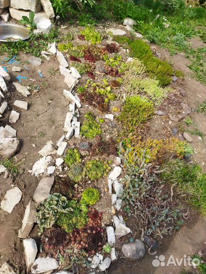 Молодило, седум