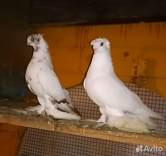 Голуби узбекские