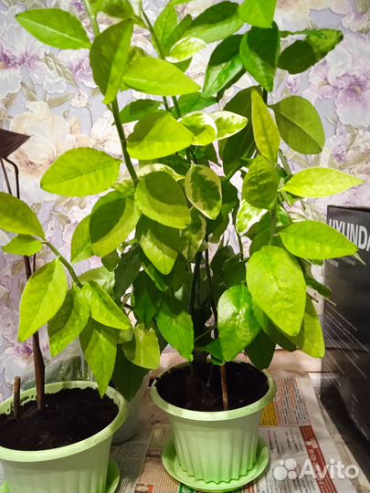 Педилантус