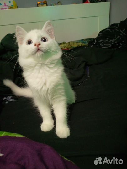 Котенок девочка