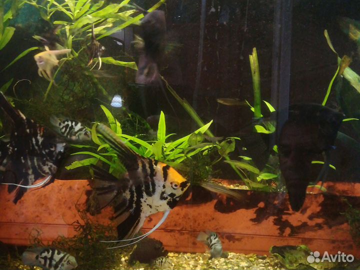 Аквариумные рыбки