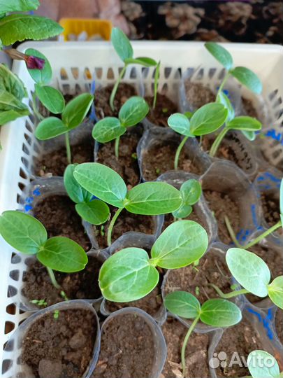 Рассада огурцов, кабачков, тыквы