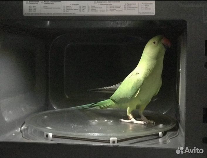 Попугай индийский кольчатый