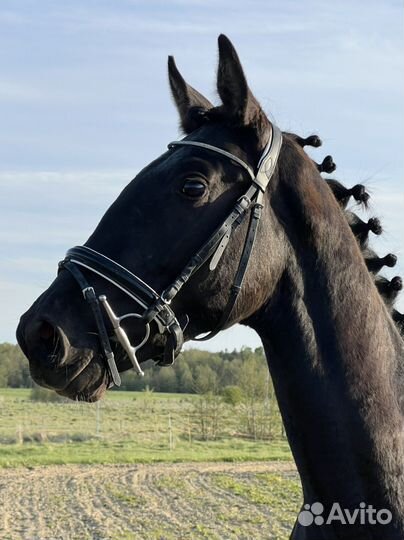 Немецкий Жеребец 2 года