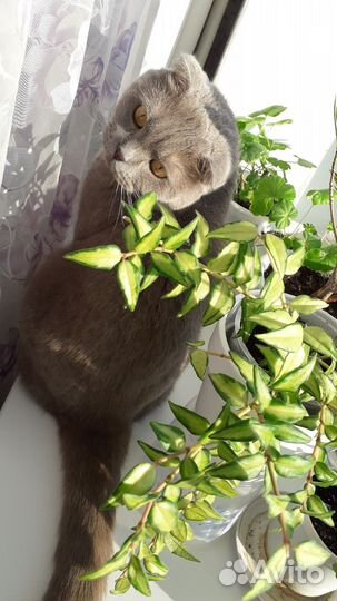 Хойя Белла (вариегатная)