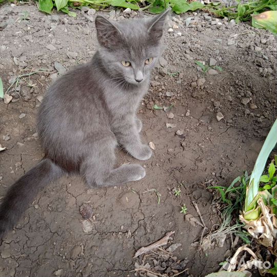 Котики бесплатно в добрые руки
