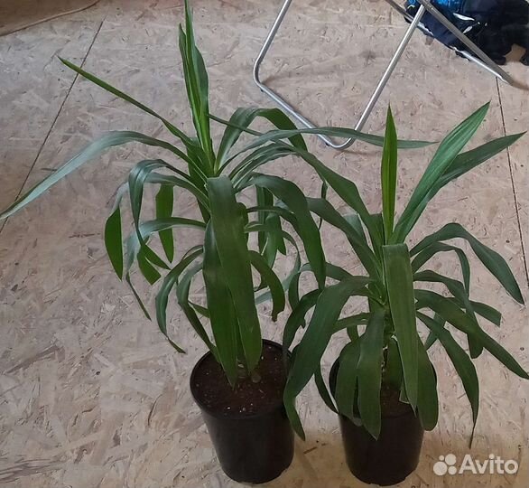 Пальма юкка