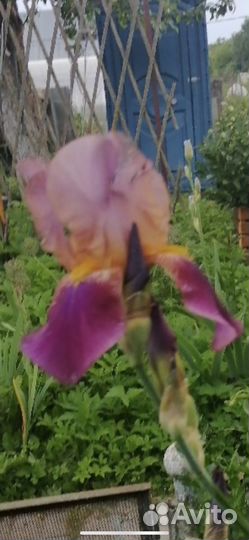 Ирисы бородатые