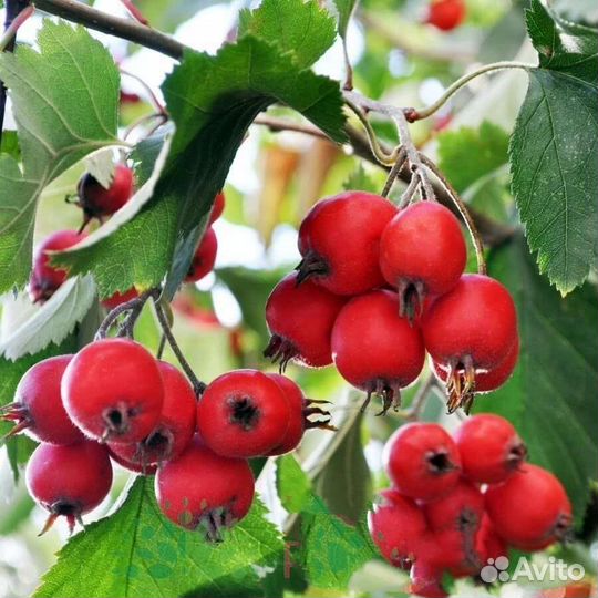 Боярышник крупноплодный саженцы