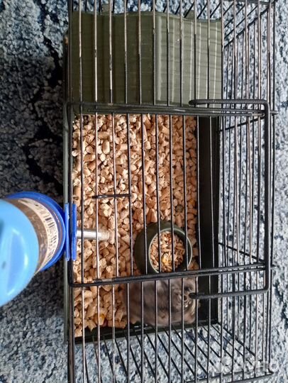 Джунгарский хомячок