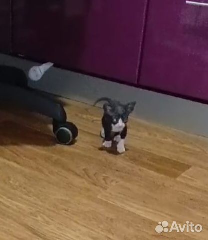 Сфинкс велюровые котята