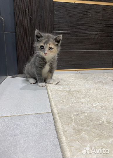 Симпапулька 1,5 месяца