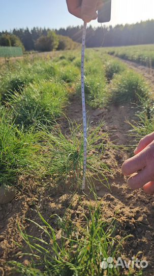 Саженцы сосны и ели окс от производителя