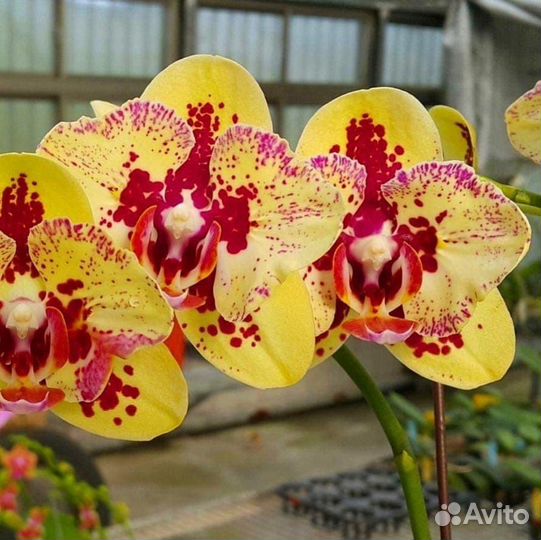 Орхидея фаленопсис PF- 5018