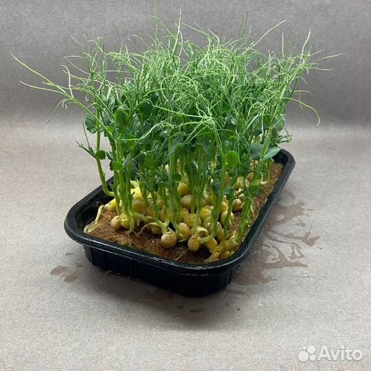 Микрозелень Гороха Мадрас