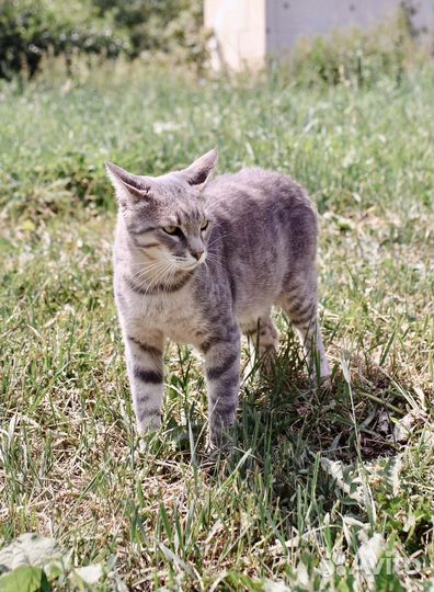 Геркулес – мужчина, способный восхищать