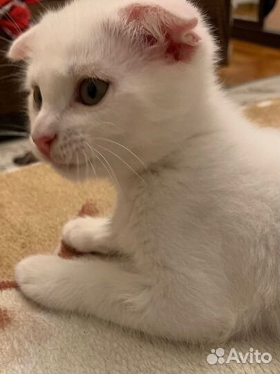 Отдам в добрые руки