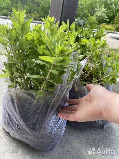 Вербейник крупноцветковый деленками