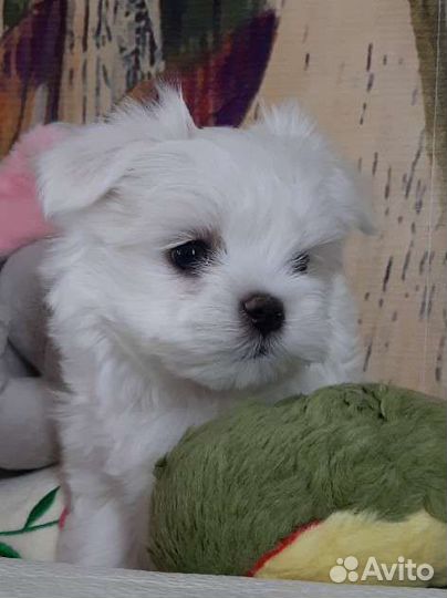 Мальтезе. Щенки Мальтийской болонки