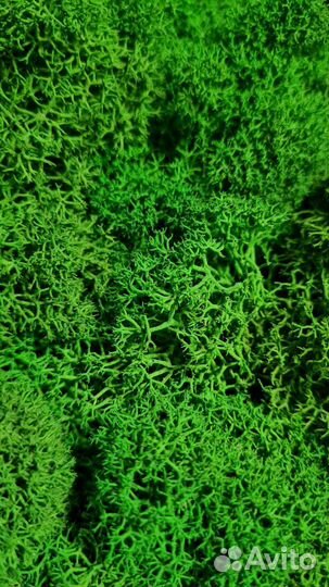 Картина из мха, фитопанно, стабилизированный мох