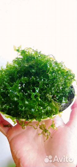 Ламариопсис, анубиас