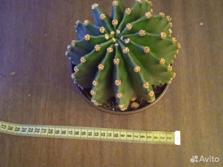 Кактусы и суккуленты