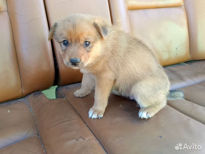 Продам щенка