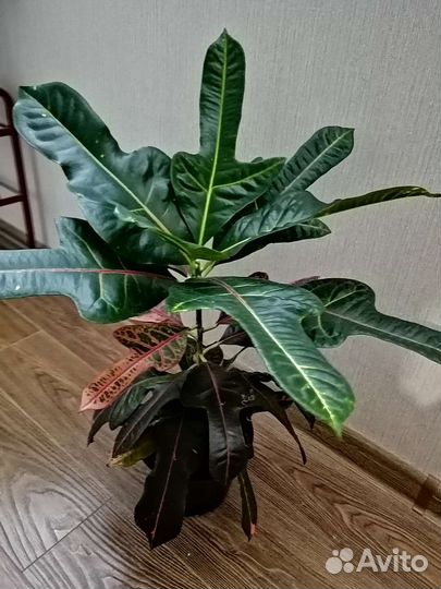 Кодиеум кротон