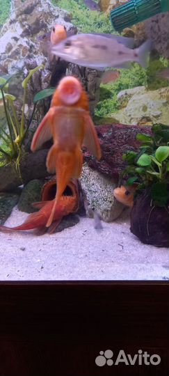 Анциструс супер ред