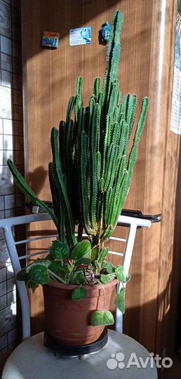 Кактус+фиалки