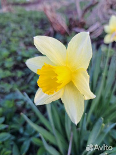 Цветы для сада