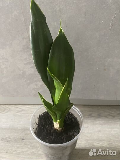 Сансевиерия сортовая