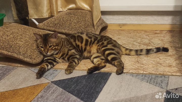 Бенгал вязка